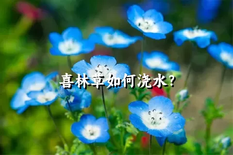 喜林草如何浇水？