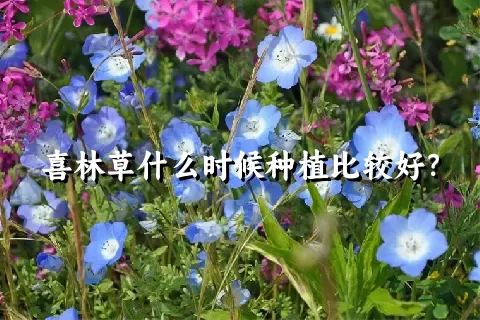 喜林草什么时候种植比较好？