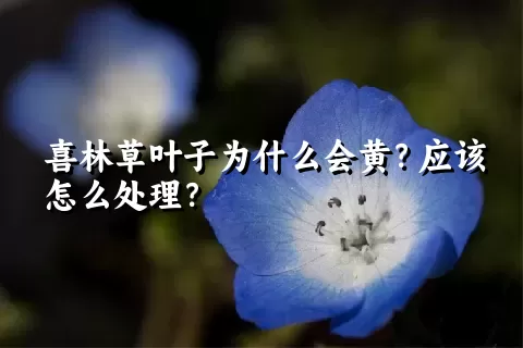 喜林草叶子为什么会黄？应该怎么处理？