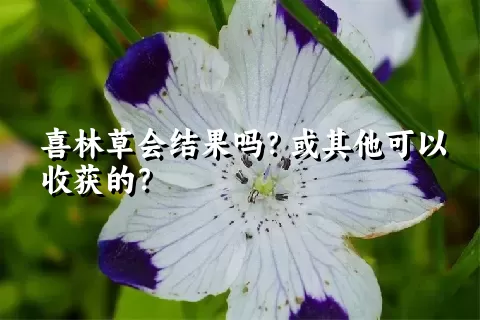 喜林草会结果吗？或其他可以收获的？