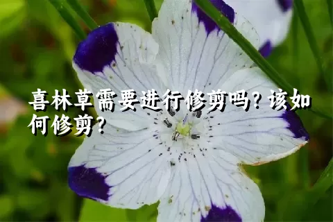 喜林草需要进行修剪吗？该如何修剪？