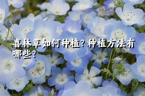 喜林草如何种植？种植方法有哪些？