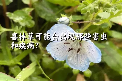 喜林草可能会出现那些害虫和疾病？