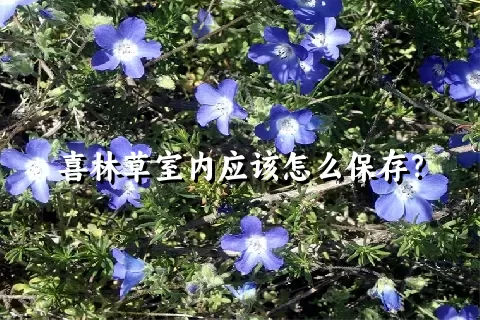 喜林草室内应该怎么保存？