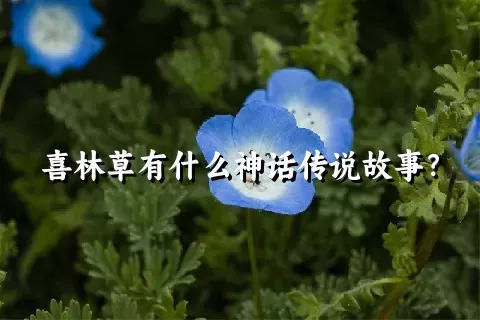 喜林草有什么神话传说故事？