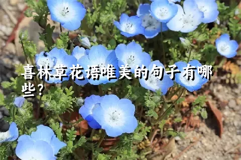 喜林草花语唯美的句子有哪些？