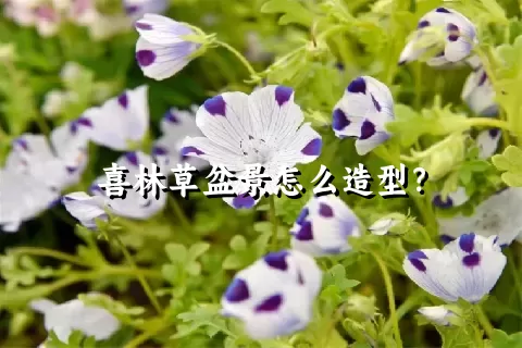 喜林草盆景怎么造型？