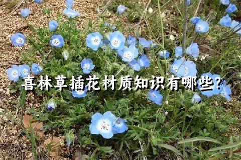 喜林草插花材质知识有哪些？