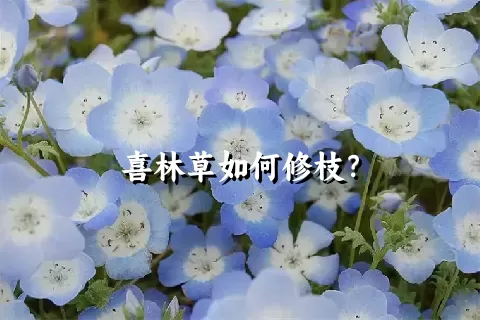 喜林草如何修枝？