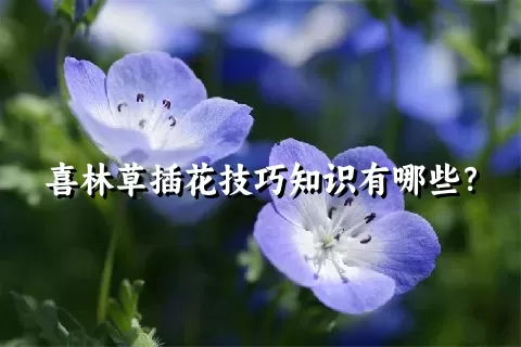 喜林草插花技巧知识有哪些？