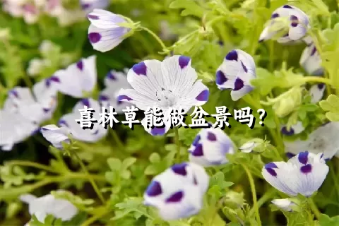 喜林草能做盆景吗？