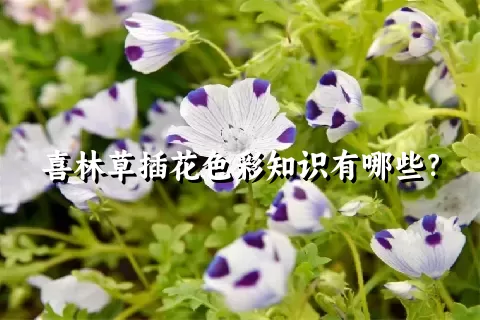 喜林草插花色彩知识有哪些？