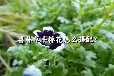 喜林草手捧花怎么搭配？