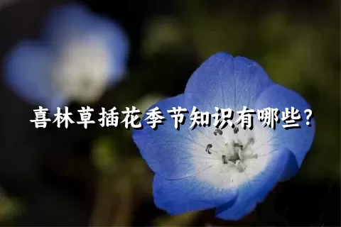 喜林草插花季节知识有哪些？