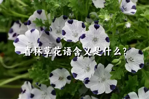 喜林草花语含义是什么？