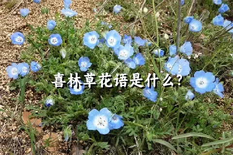 喜林草花语是什么？