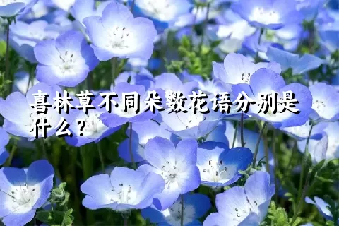 喜林草不同朵数花语分别是什么？