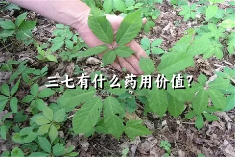 三七有什么药用价值？