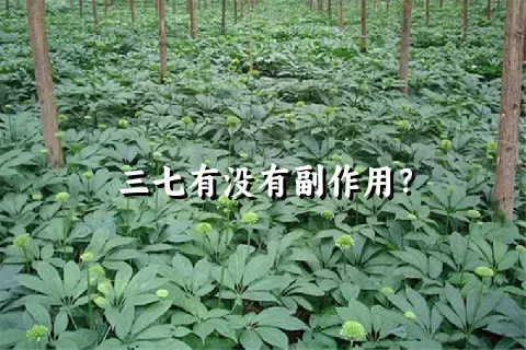 三七有没有副作用？