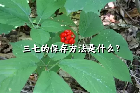 三七的保存方法是什么？