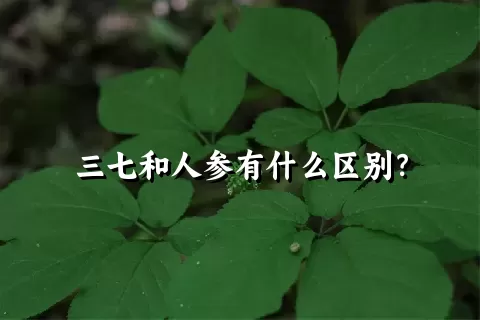 三七和人参有什么区别？