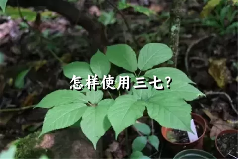 怎样使用三七？