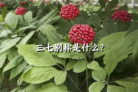 三七别称是什么？