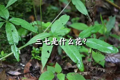 三七是什么花？