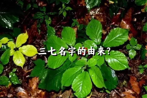 三七名字的由来？