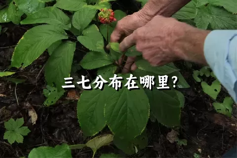 三七分布在哪里?