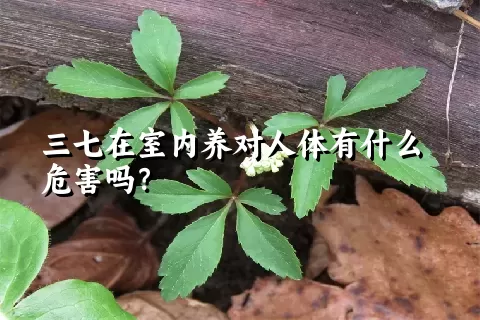 三七在室内养对人体有什么危害吗？