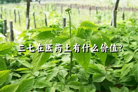 三七在医药上有什么价值？