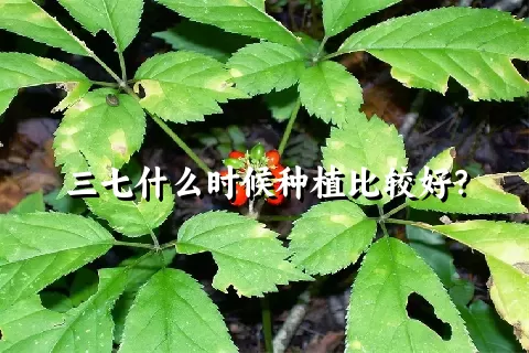 三七什么时候种植比较好？