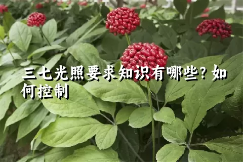 三七光照要求知识有哪些？如何控制