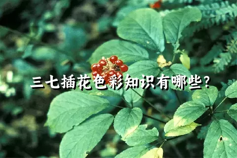 三七插花色彩知识有哪些？