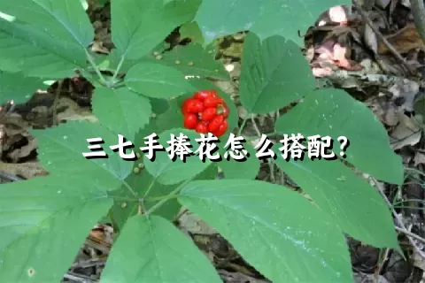 三七手捧花怎么搭配？