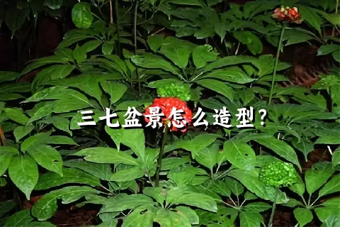 三七盆景怎么造型？