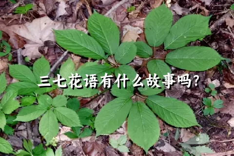 三七花语有什么故事吗？