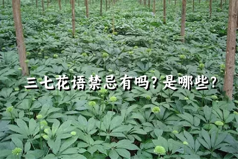 三七花语禁忌有吗？是哪些？