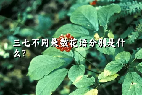 三七不同朵数花语分别是什么？