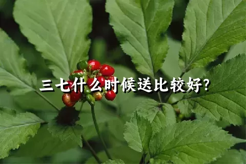 三七什么时候送比较好？