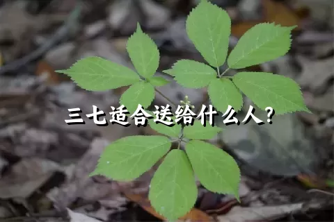 三七适合送给什么人？