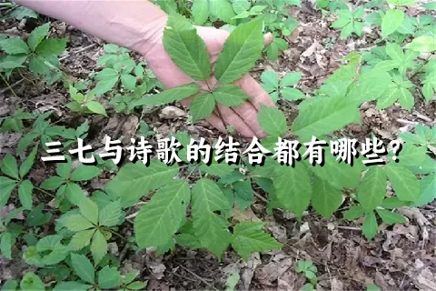 三七与诗歌的结合都有哪些？