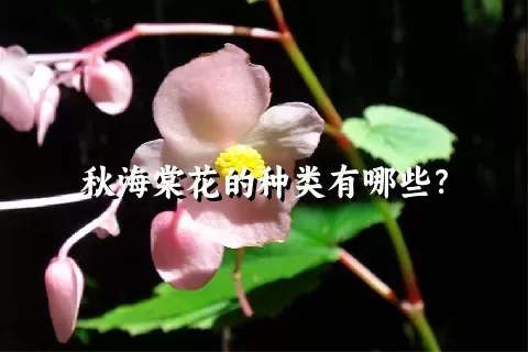 秋海棠花的种类有哪些？