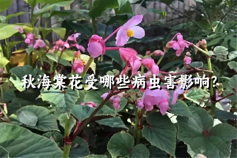 秋海棠花受哪些病虫害影响？