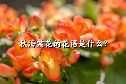 秋海棠花的花语是什么？