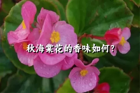 秋海棠花的香味如何？