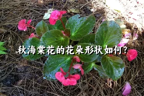 秋海棠花的花朵形状如何？