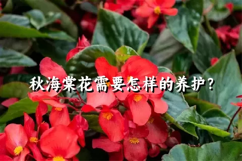 秋海棠花需要怎样的养护？