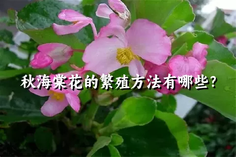 秋海棠花的繁殖方法有哪些？